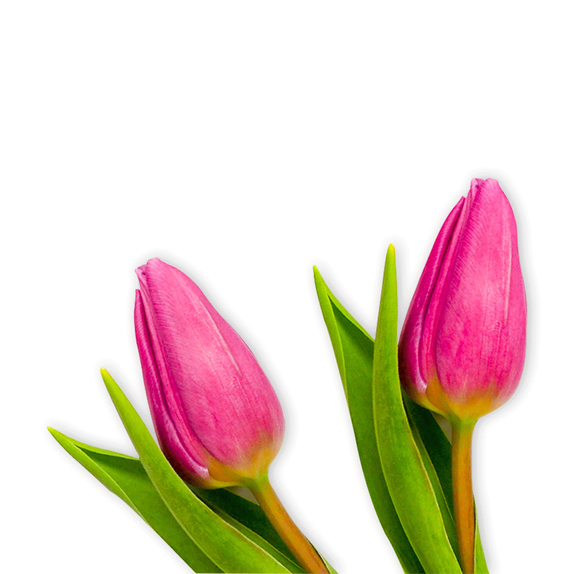 Experience The Elegance Of Luxury Blooms